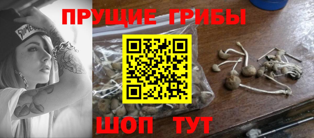 Александров  Галлюциногенные грибы Cubensis  Вход с VPN 